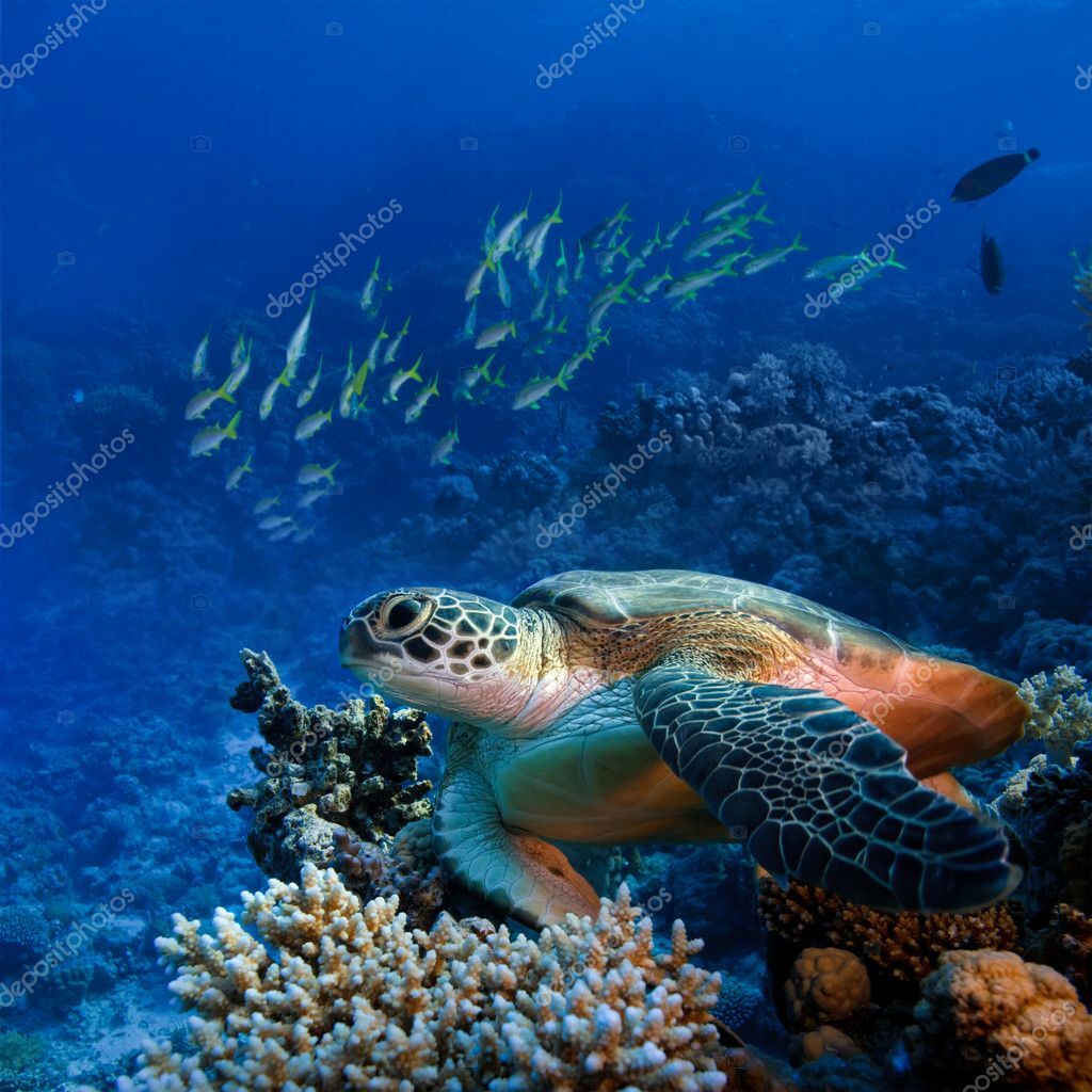 нани нани нани нани